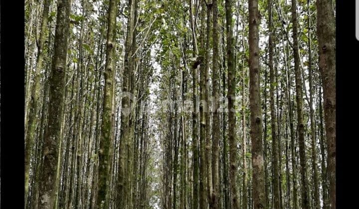 Kebun Jati di Area Desa Wisata Mulo, Wonosari, Yogyakarta