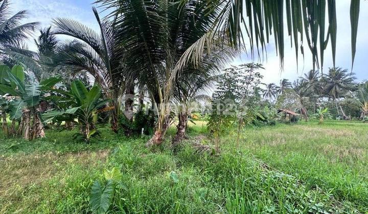 TANAH DI JL RAYA PANTAI CARITA HARGA JAUH DI BAWAH PASARAN