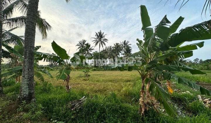 Di Jual Cepat Tanah di JL Raya Pantai Carita Pandeglang Banten - Harga Murah Banget hanya 500ribu /meter