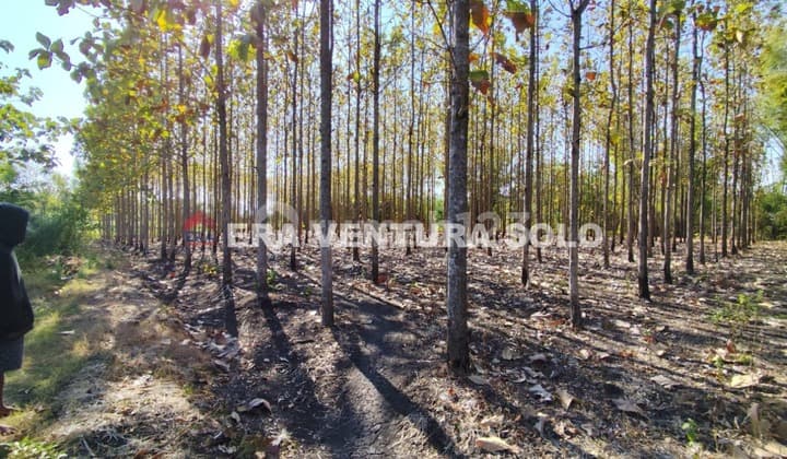 Kebon Jati Strategis Giriwoyo Wonogiri