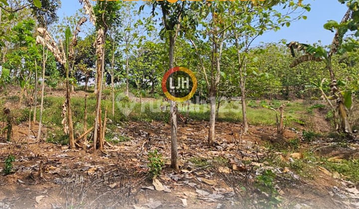 Tanah Siap Bangun di Ngaliyan Semarang Tanah Siap Bangun di Ngaliyan Semarang