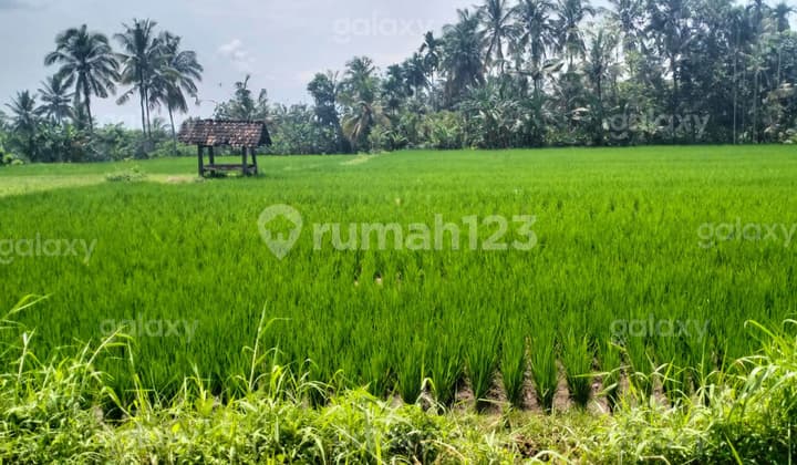 Tanah Pertanian Strategis Dusun Guwuk, Giri, Banyuwangi GMK03708