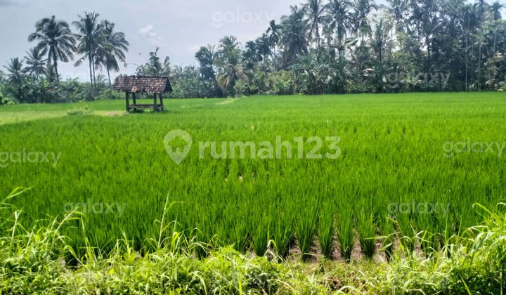 Tanah Pertanian Strategis Dusun Guwuk, Giri, Banyuwangi GMK03708