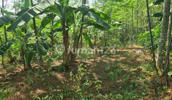 Tanah Sangat Luas Strategis Di Pekalongan, Kajen, Jawa Tengah