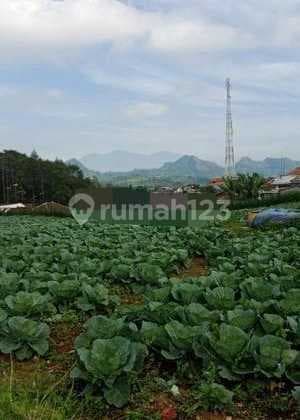 TANAH KEBUN PRODUKTID DI JALAN RAYA NOGKOJAJAR PASURUAN