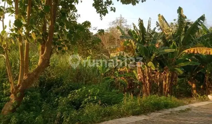 Tanah Murah Candi Kalasan Manyaran