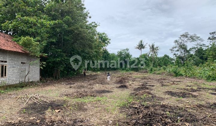 Tanah SHM Pekarangan 50 Meter Dari Jl Raya Jogja Solo Kalasan bisa di Cicil Tanah SHM Pekarangan 50 Meter Dari Jl Raya Jogja Solo Kalasan bisa di Cicil