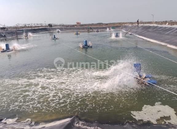 Tambak Babakan Gebang Cirebon Hanya 600 M2 Dari Jalan Pantura