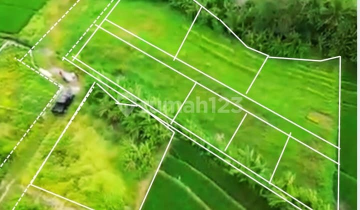 Tanah Kavling View Sawah Zona Pemukiman Pantai Kedungu Mengwi Bali