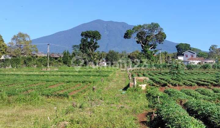 Dijual Tanah 1 ha Cugenang, Cianjur