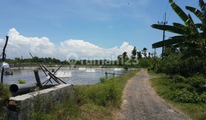 TAMBAK AKTIF UNDER NJOP BANYUWANGI JAWA TIMUR