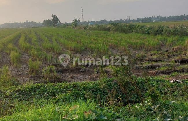 Dijual Lahan Sawah Di Bugangin Kendal