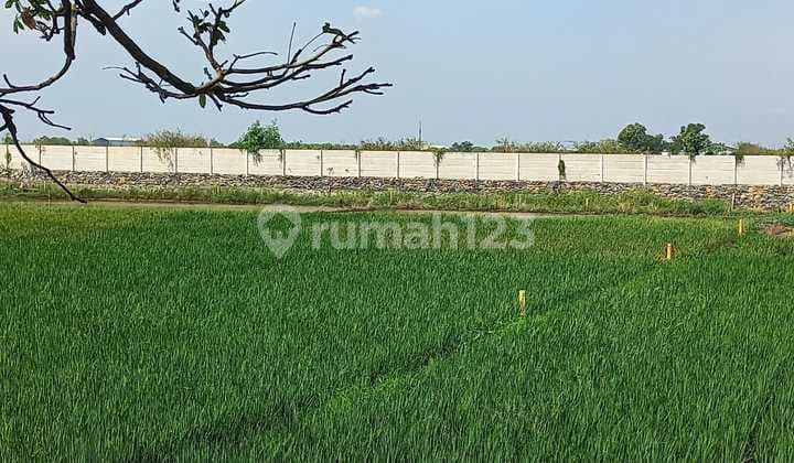 Tanah Sawah Murah Berukuran Luas Lokasi Strategis Di Pinggir Jalan Raya Kaliwungu Kendal