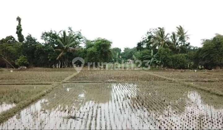 Jual Tanah Di Cijoro Pasir, Rangkas Bitung Lebak