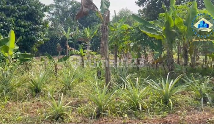 Jual Tanah Di Desa Dangdang, Cisauk Tangerang, Banten