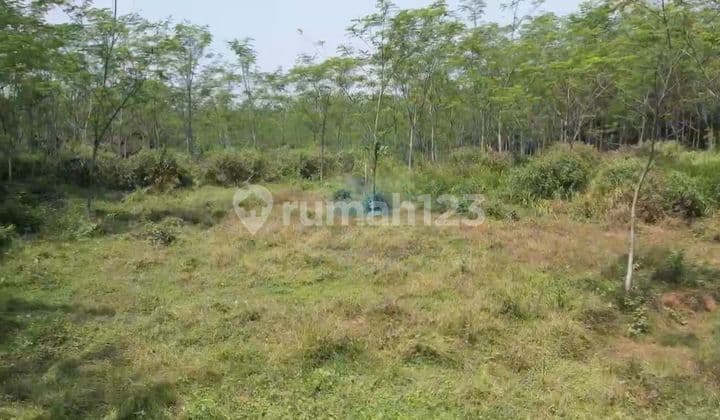 Jaul Tanah di Jl Tutul Sindang Mulya, Kec. Maja, Kab. Lebak Banten