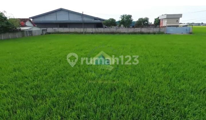 Jual Tanah Sawah Di Jalan Kendal, Sindang Jaya, Pasar Kemis, Tangerang