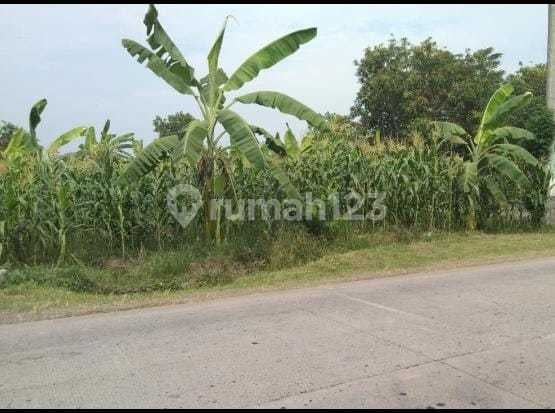 Industrial or Warehouse Land on Sanca Alternative Roadside