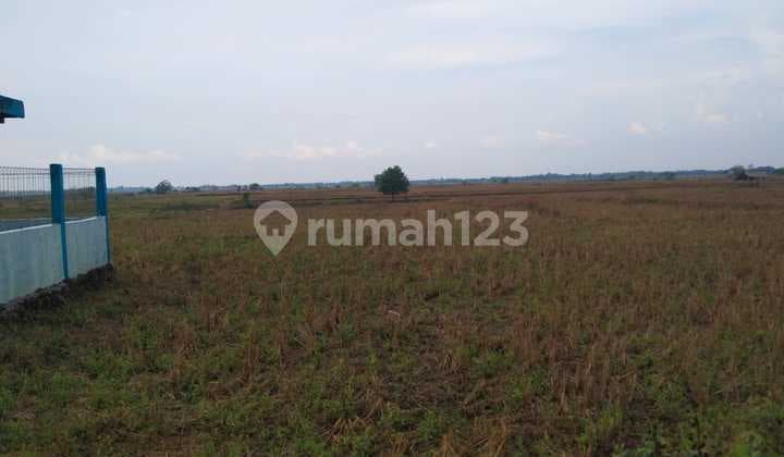 Tanah Pinggir Jalan Palasah Gantar Cocok Untuk Kandang Dan Pertanian