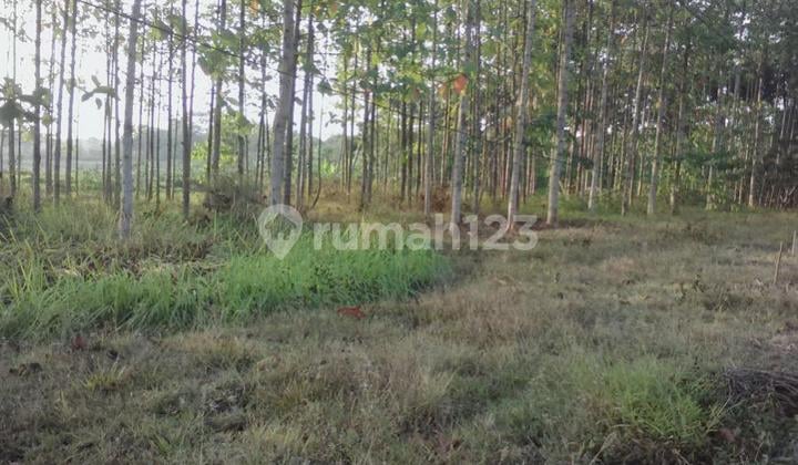 Tanah Untuk Ruang Usaha Dan Gudang Pinggir Jalan Raya Pagaden