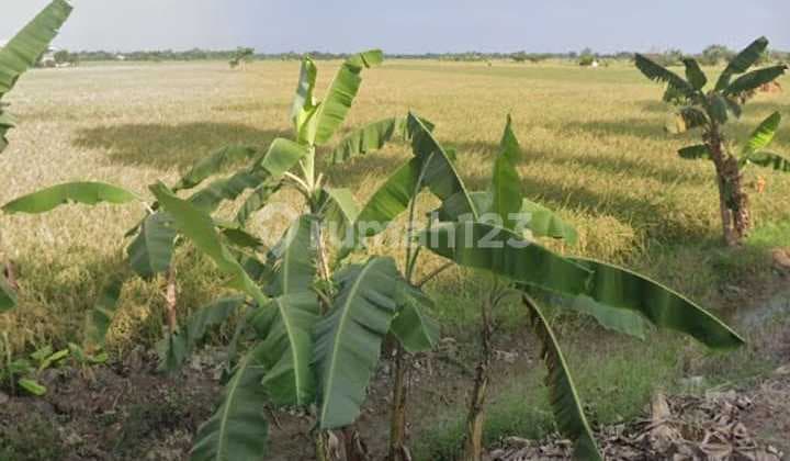 Tanah Sawah Strategis Pinggir Jalan Raya Gabuswetan Cocok Buat Kandang