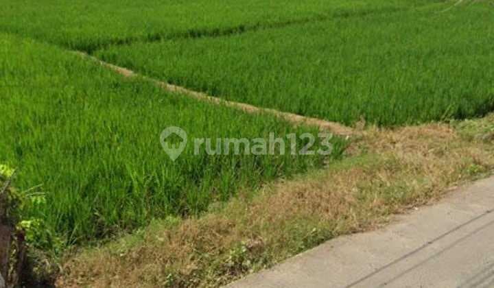 Tanah Untuk Industri Atau Gudang Pinggir Jalan Raya Padaasih Subang