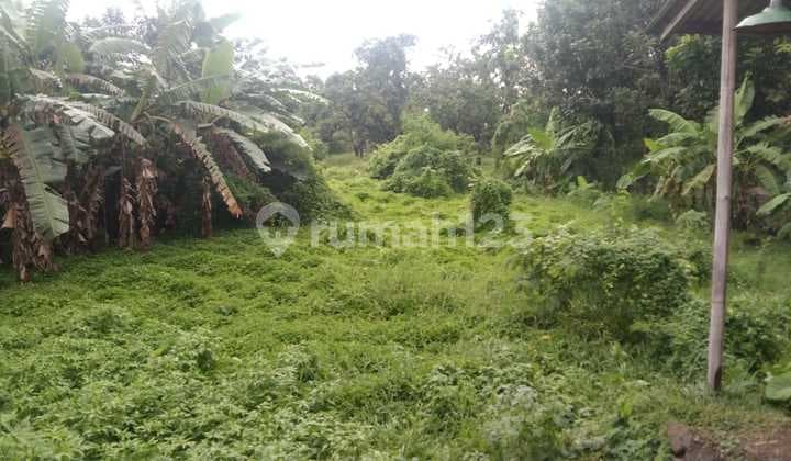 Tanah untuk Usaha dan Gudang serta Rumah Kantor Pinggir Jalan Pantura Pusakanagara