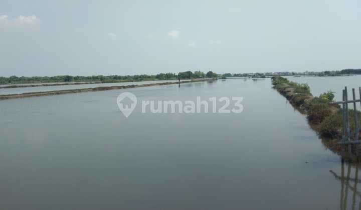 Tanah Tambak Strategis Dekat Desa Singajaya Indramayu Kota