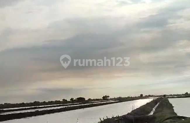 Tambak Strategis Dekat Jalan Pantura Kiajaran Kulon Lohbener Indramayu