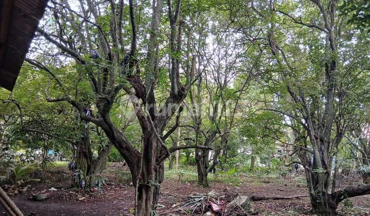 Tanah Kebun Huk SHM Cocok Utk Ruko/Town Hous di Jl Raya Cipayung Depo