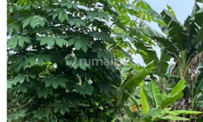 Rumpin, Kertajaya, Cisauk, Bogor Disewa/ di Jual Lahan/Tanah Kosong: * LT 2945 M (Jalan 2 Mobil) * Lokasi Ramai/Banyak Rumah * Tanah di Kertajaya * Cocok Bikin Cluster / Ruko / Mini Market / Klinik / Bengkel / Gudang * Detasemen Rumpin * 20' Commuter L