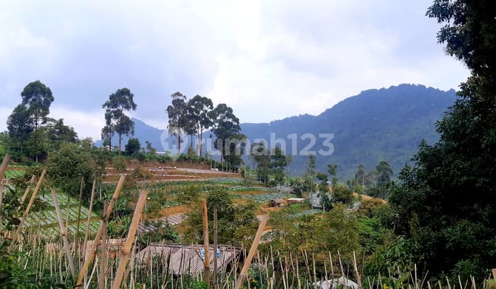PUNCAK CIBODAS FULL CITY, FOREST, MOUNTAIN VIEWS