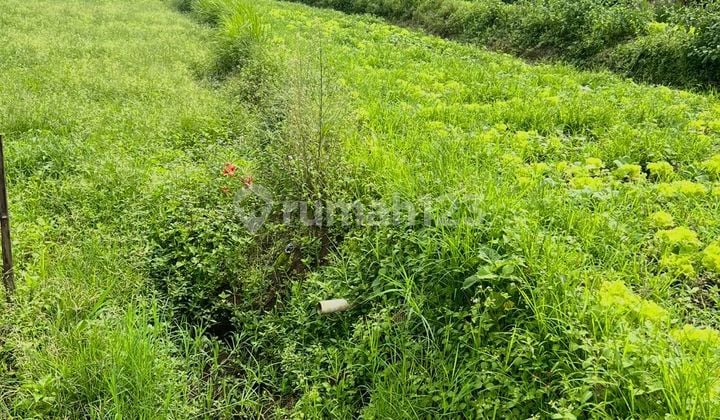 Kavling Hadap Timur Di Setiabudi Regency