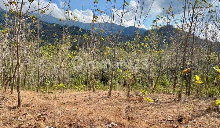 Dijual Tanah 225 Are Gerokgak Buleleng Singaraja Bali Dekat Seririt Busungbiu Pupuan