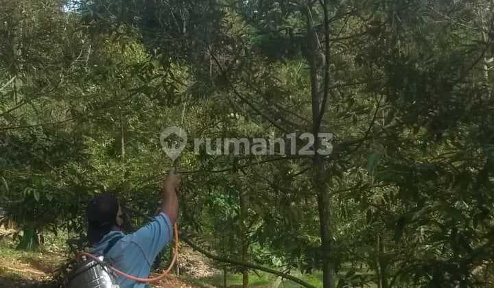 Kebun Siap Panen Di Pandeglang
