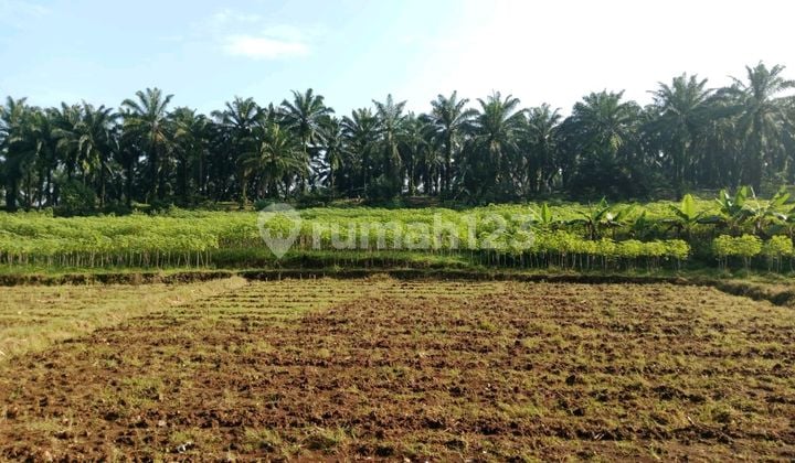 Tanah Dijual Di Desa Cimulang Ranca Bungur Bogor