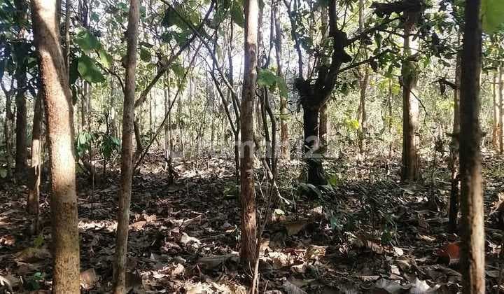 Dijual Tanah Murah Dibali