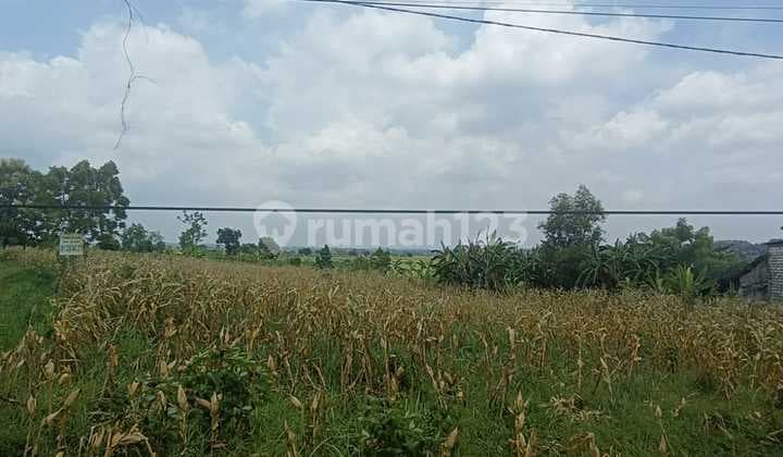 Tanah Strategis Cocok Utk Usaha Gudang Pabrik Raya Dawarblandong Dekat Balongpanggang Gresik