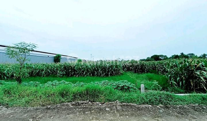 Tanah Murah Area Industri Menganti Dkt Surabaya Cocok Utk Gudang
