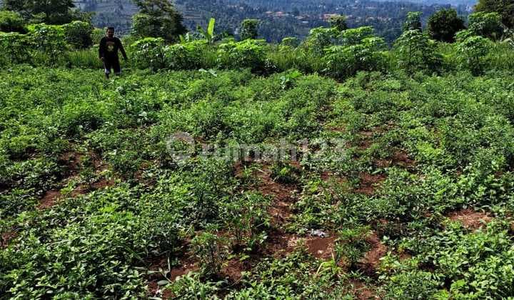 Tanah Kebun Murah Terawat Di Padalarang Bandung Barat