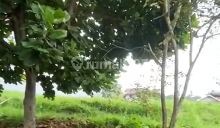 Tanah Kavling Murah Bagus Di Acasia Raya Budi Indah Bandung
