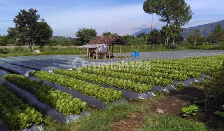 Tanah Kebun Terawat Di Maribaya Lembang