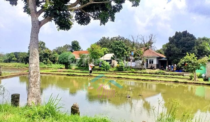 Jual Murah Tanah Empang di Pinggir Jalan Kp. Babakan Sabrang Ciseeng Lokasi Strategis