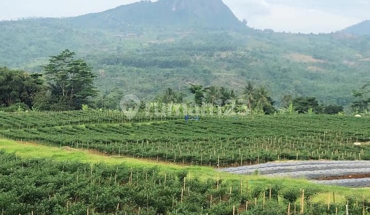 For Sale Strategic Land In Bogor Negotiable Price Direct Owner Flood-Free