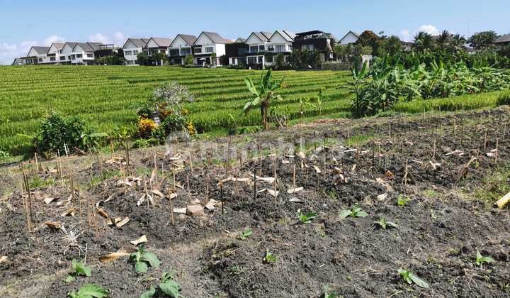 Tanah Zona Pariwisata Dekat Pantai, Umalalang, Cemagi