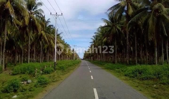 Mega Investment - Lahan Kelapa ± 678 Hektar Desa Bangketa & Tobelombang, Kec. Bunta, Kab. Banggai Sulawesi Tengah