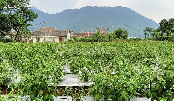 Jual Tanah Murah di Tanjungsari