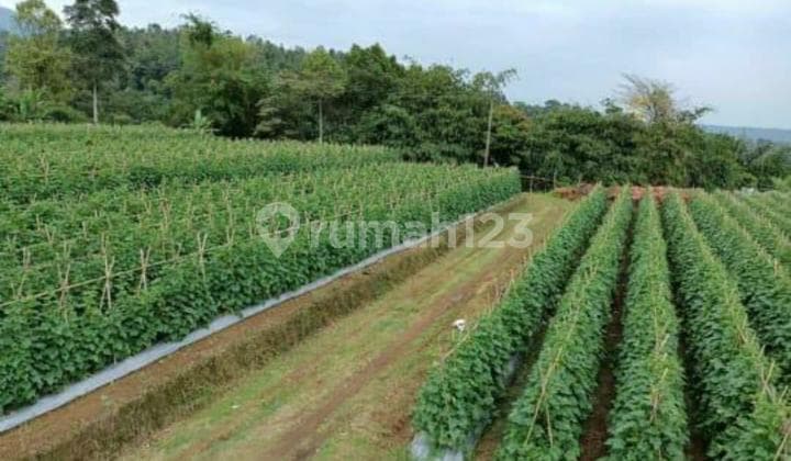 Tanah/Kavling Desa Wanayasa, Curug Cipurut, Purwakarta, Cocok untuk Area Pariwisata