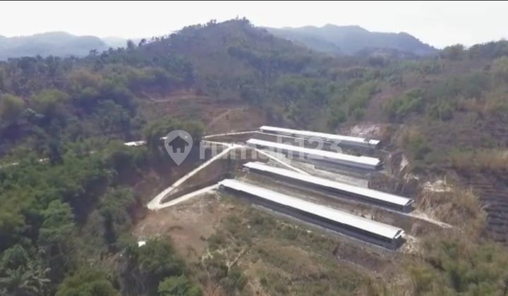 Peternakan Ayam Kandang Modern Di Garut Jawa Barat
