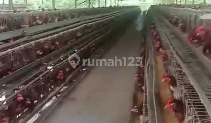 Kandang Ayam Boiler Aktif Lokasi di Subang Jabar